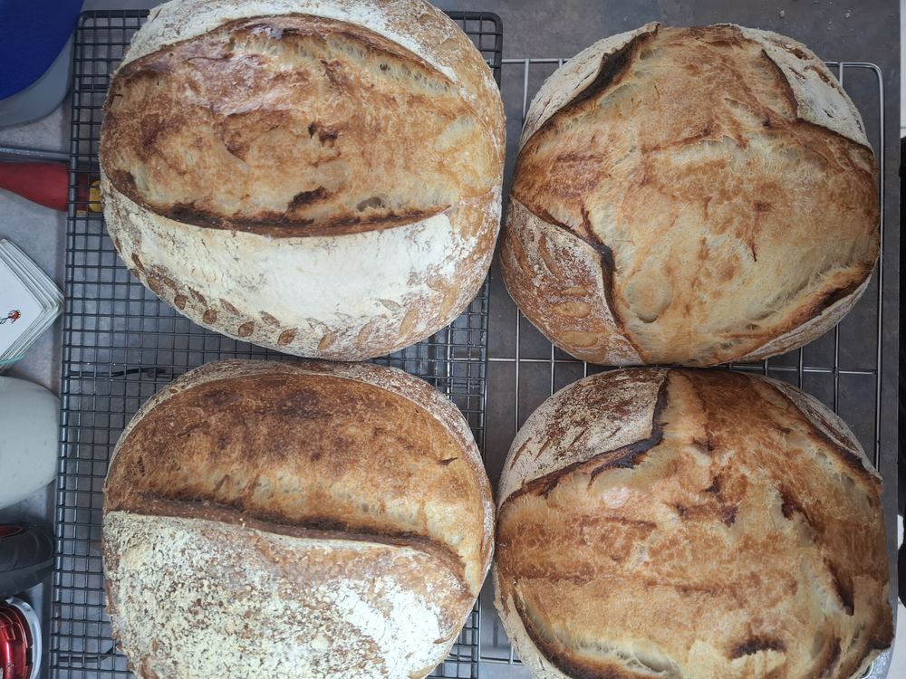 Sourdough loaves cooling overhead view, baked by Donna Hawkins You Beaut Co
